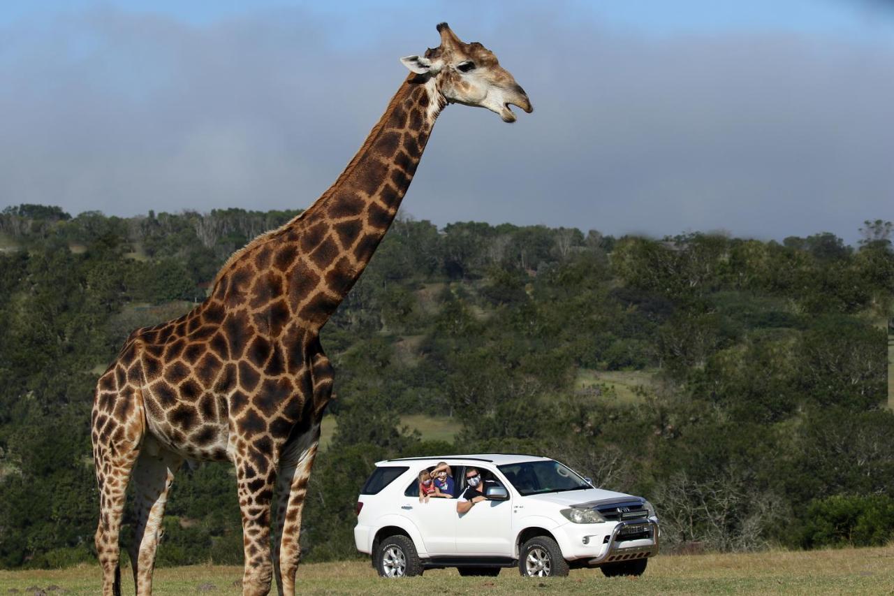Kragga Kamma Game Park Port Elizabeth Exterior foto