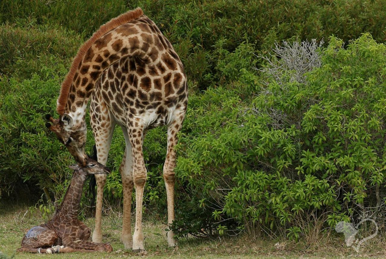 Kragga Kamma Game Park Port Elizabeth Exterior foto